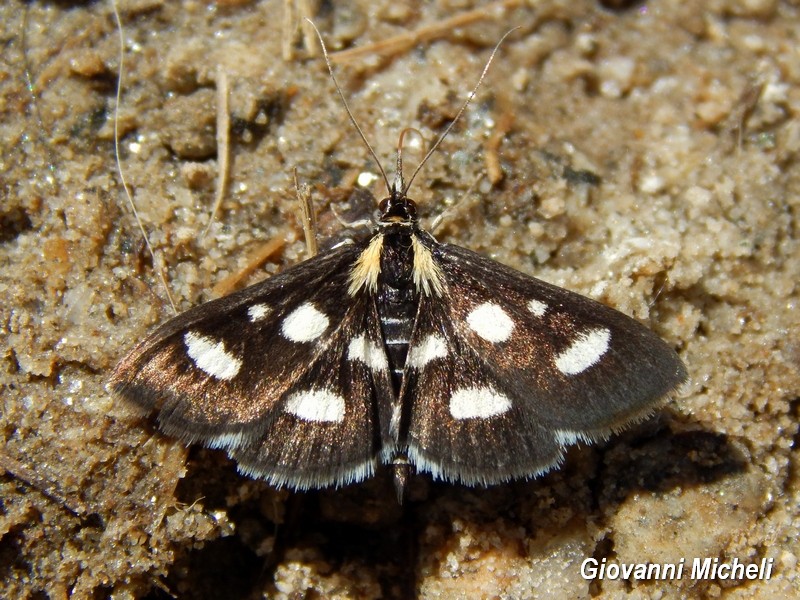 Specie? Anania funebris